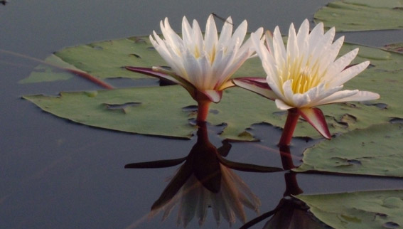 image fleur de lotus